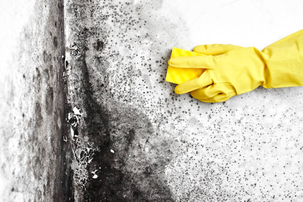 Best Residential Mold Removal  in Godfrey, IL