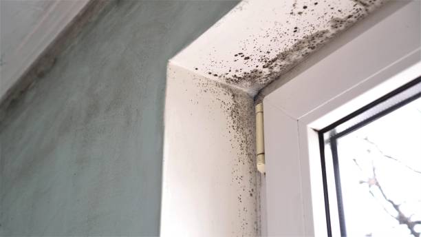 Best Mold Testing  in Godfrey, IL