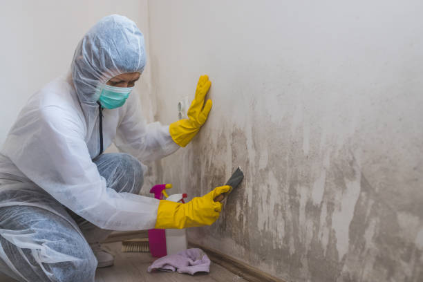 Mold Removal Process in Godfrey, IL