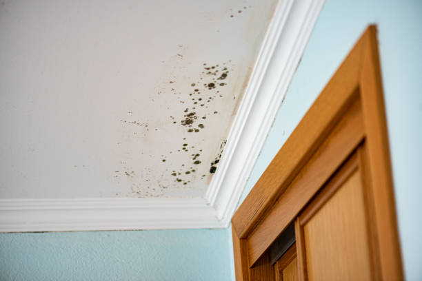 Best Professional Mold Removal  in Godfrey, IL