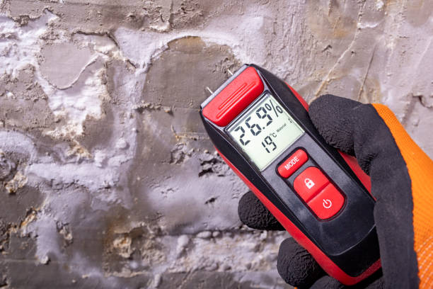 Best Same-Day Mold Removal  in Godfrey, IL
