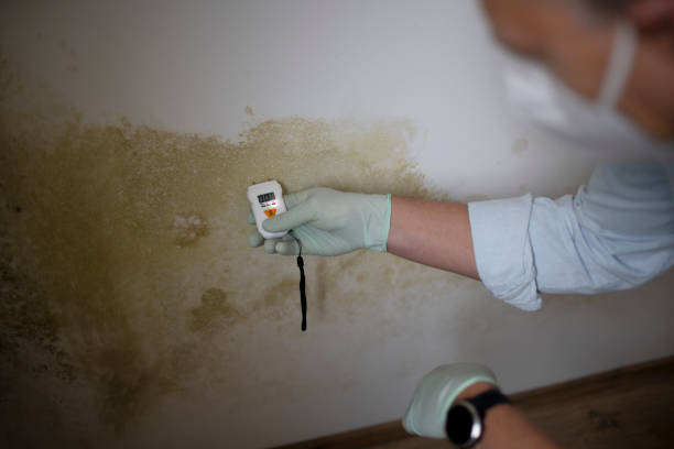 Best Residential Mold Removal  in Godfrey, IL