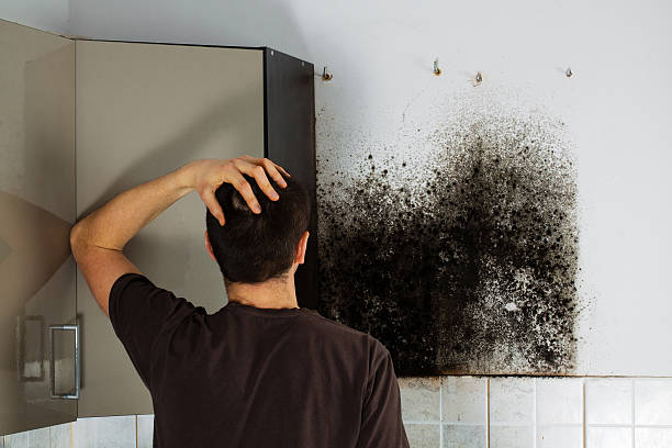 Best Home Mold Removal  in Godfrey, IL