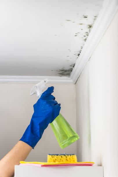 Best Commercial Mold Removal  in Godfrey, IL